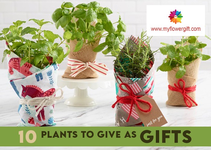 10 Best Plants To Give As Gifts Plant gift