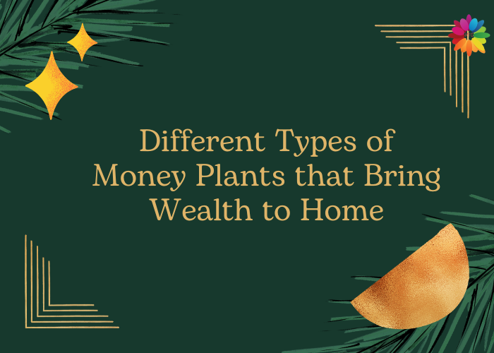 Different Types of Money Plants Money Plants MyFlowerGift