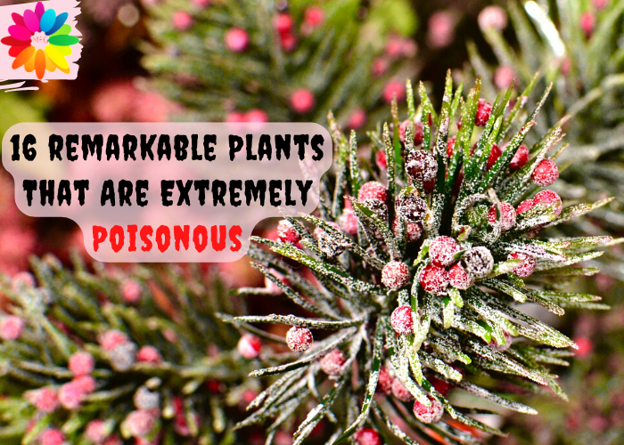 Poisonous Plants Plants 16 Remarkable Plants That Are Extremely