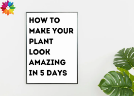 How To Make Your Plant Look Amazing In 5 Days