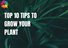 Top 10 Tips to Grow Your Plant