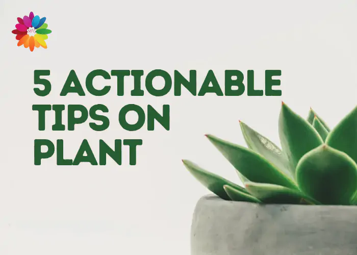 5 Actionable Tips on Plant