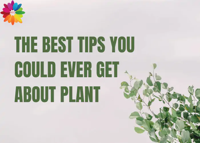 The Best Tips You Could Ever Get About Plant