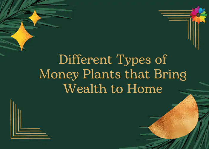 Different Types of Money Plants that Bring Wealth to Home