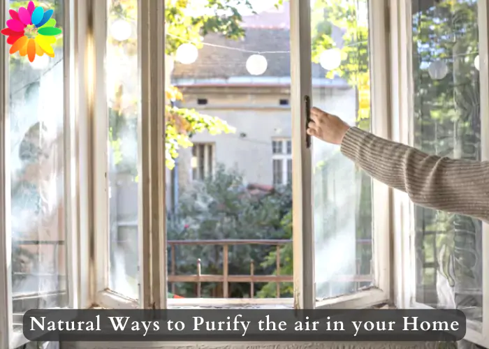 Natural Ways to Purify the air in your Home