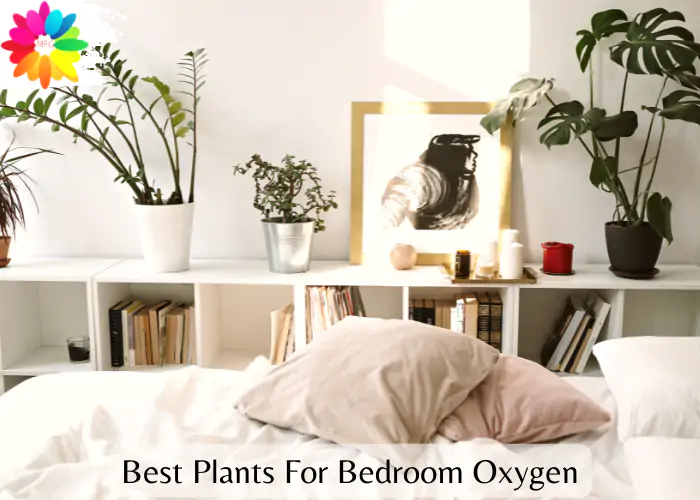 Best Plants For Bedroom Oxygen