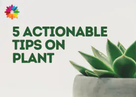 5 Actionable Tips on Plant