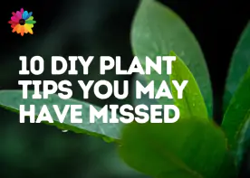 10 DIY Plant Tips You May Have Missed
