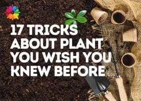 17 Tricks About Plant You Wish You Knew Before