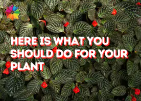 Here Is What You Should Do for Your Plant