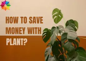How To Save Money with Plant?