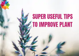 Super Useful Tips To Improve Plant