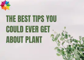The Best Tips You Could Ever Get About Plant