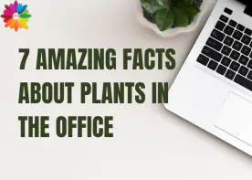 7 Amazing Facts About Plants in the Office