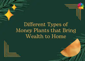 Different Types of Money Plants that Bring Wealth to Home