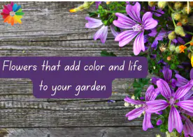 Flowers that add color and life to your garden