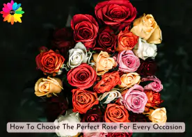 How To Choose The Perfect Rose For Every Occasion