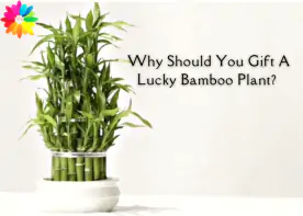Why Should You Gift A Lucky Bamboo Plant?