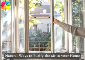 Natural Ways to Purify the air in your Home