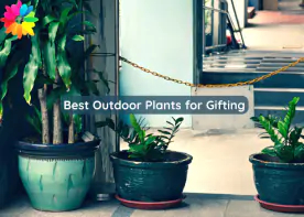 Best Outdoor Plants for Gifting