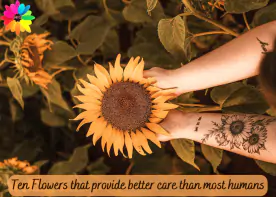 Ten Flowers that provide better care than most humans