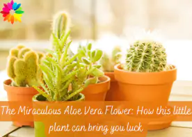 The Miraculous Aloe Vera Flower: How this little plant can bring you luck