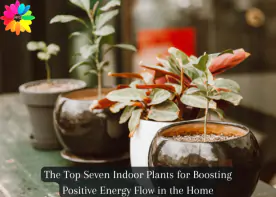 The Top Seven Indoor Plants for Boosting Positive Energy Flow in the Home