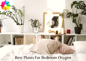 Best Plants For Bedroom Oxygen