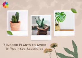7 Indoor Plants to Avoid If You have Allergies