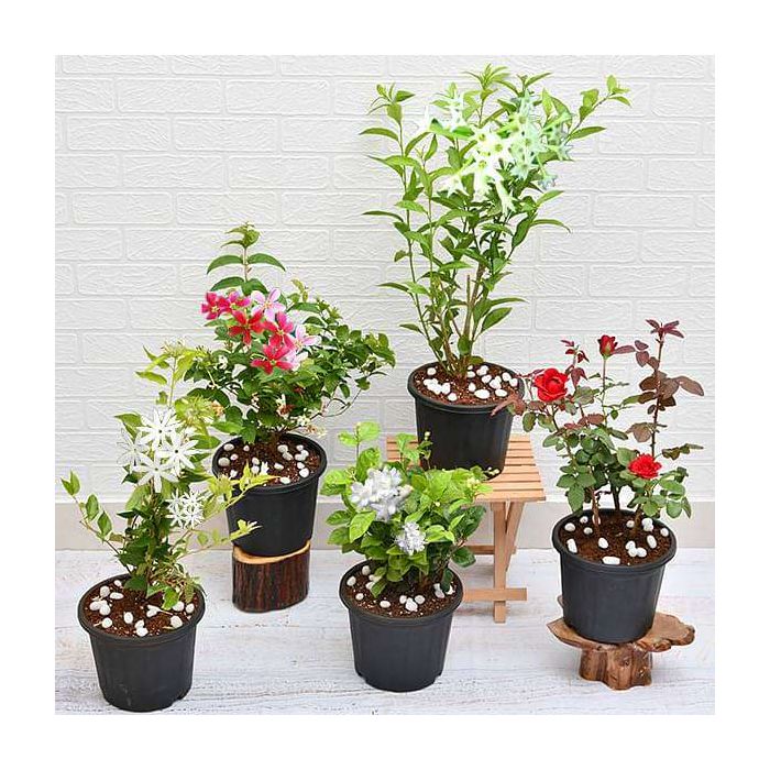 5 Best Fragrant Plants