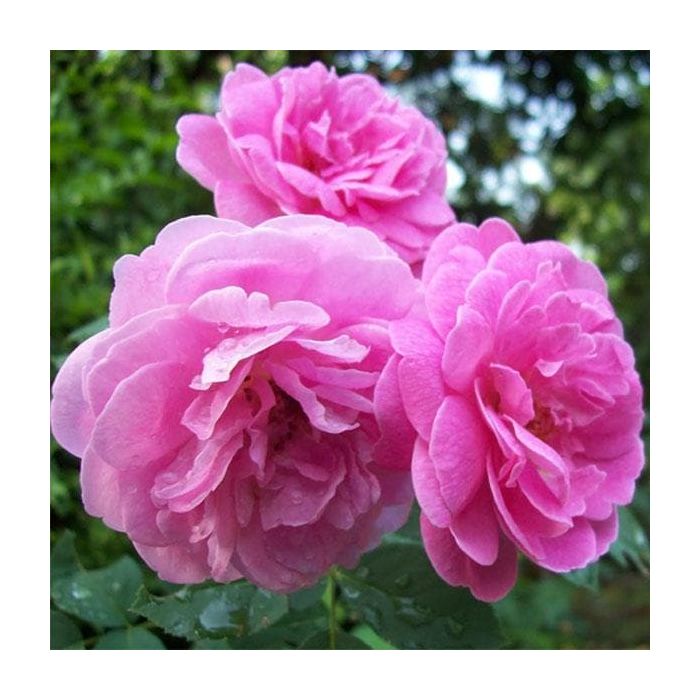 Damascus Rose, Scented Rose (Any Color)