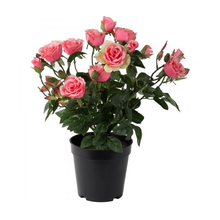 Buy a rose plant online pink rose plant at the best price