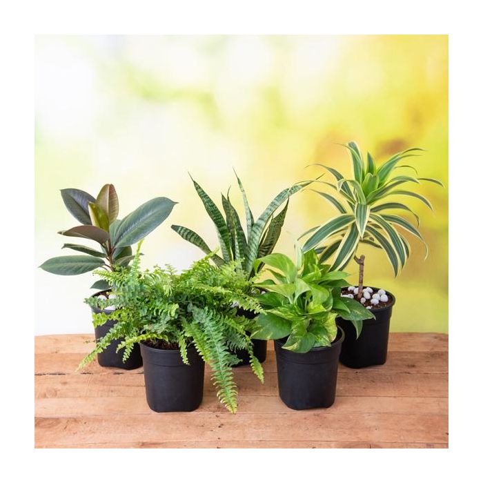 Top 5 Easiest to Grow Plants