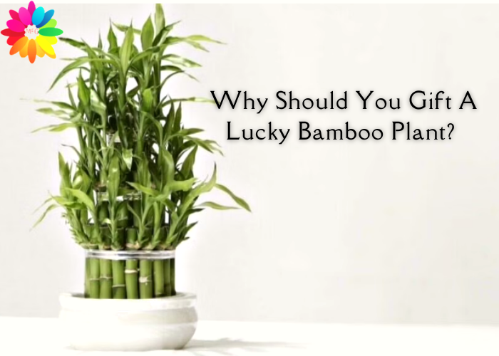 Why Should You Gift A Lucky Bamboo Plant? Gift A Lucky Bamboo Plant